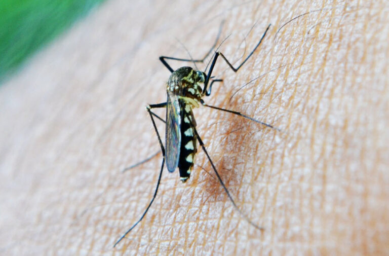 Ikarydyna co to jest i jak działa na komary ?