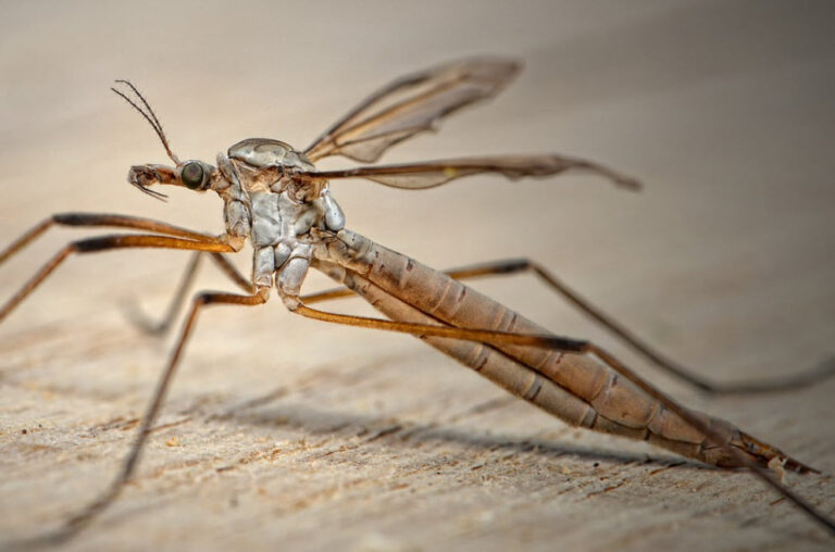 10 skutecznych domowych sposobów na komary
