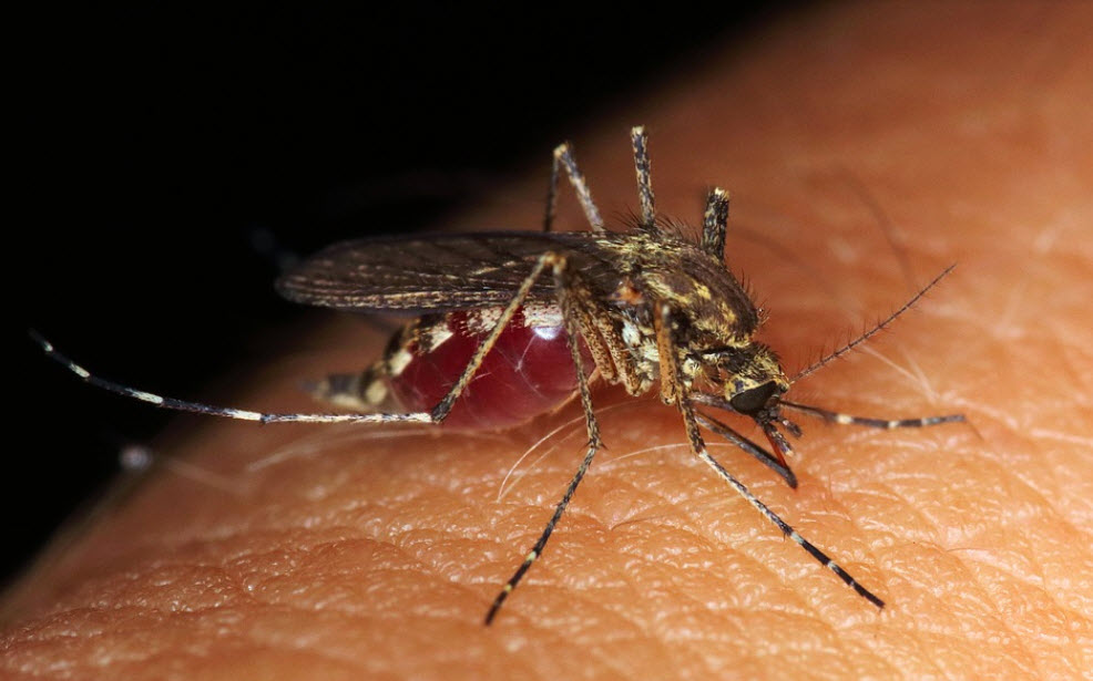 Czym jest substancja DEET – jak działa na komary ?